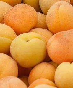 Future Forests Apricot Goldcot Fruit 9 Future Forests Apricot Goldcot Fruit