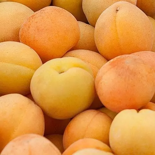 Future Forests Apricot Goldcot Fruit 6 Future Forests Apricot Goldcot Fruit