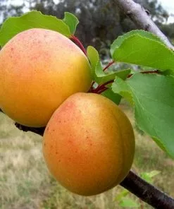 Future Forests Apricot Bredase Fruit