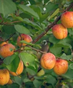 Future Forests Apricot Bredase Fruit