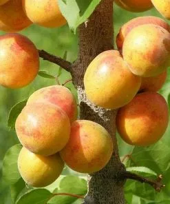 Future Forests Apricot Early Moorpark