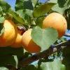 Future Forests Apricot Early Moorpark 2 Future Forests Apricot Early Moorpark
