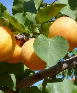 Future Forests Apricot Early Moorpark