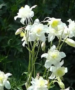 Future Forests Aquilegia Kristall All Perennials