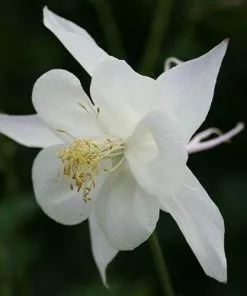 Future Forests Aquilegia Kristall All Perennials 7 Future Forests Aquilegia Kristall All Perennials