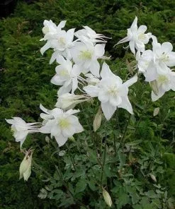 Future Forests Aquilegia Kristall All Perennials 8 Future Forests Aquilegia Kristall All Perennials