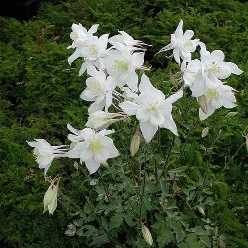 Future Forests Aquilegia Kristall All Perennials 5 Future Forests Aquilegia Kristall All Perennials