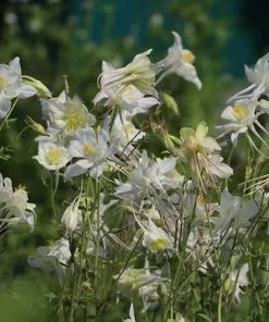 Future Forests Aquilegia Kristall All Perennials 9 Future Forests Aquilegia Kristall All Perennials