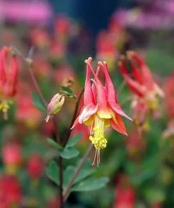 Future Forests More Aquilegia Canadensis AGM