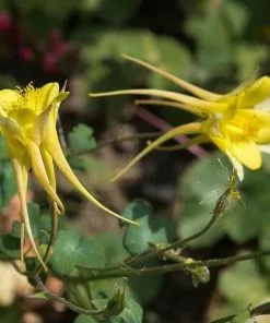 Future Forests Aquilegia Chrysantha Yellow Queen