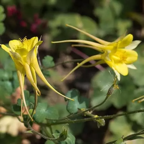 Future Forests Aquilegia Chrysantha Yellow Queen 3 Future Forests Aquilegia Chrysantha Yellow Queen