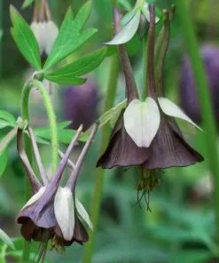 Future Forests Aquilegia Viridiflora Chocolate Soldier