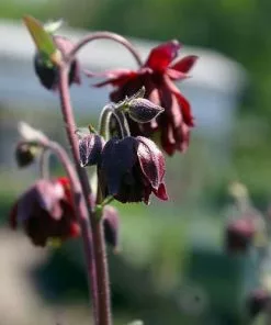 Future Forests Aquilegia Viridiflora Ruby Port More