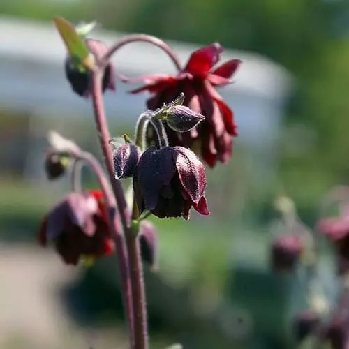 Future Forests Aquilegia Viridiflora Ruby Port More 3 Future Forests Aquilegia Viridiflora Ruby Port More
