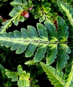 Future Forests More Arachnoides Aristata Variegata