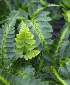 Future Forests More Arachnoides Aristata Variegata