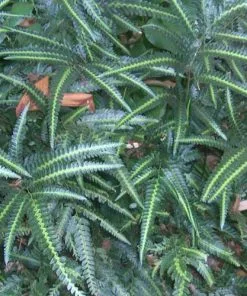 Future Forests More Arachnoides Aristata Variegata