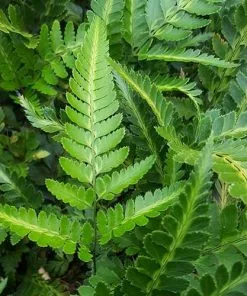 Future Forests More Arachnoides Aristata Variegata