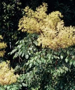 Future Forests Aralia Spinosa | Devils Walking Stick Trees