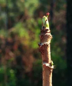 Future Forests Aralia Spinosa | Devils Walking Stick Trees