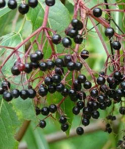 Future Forests Aralia Spinosa | Devils Walking Stick Trees
