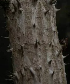Future Forests Aralia Spinosa | Devils Walking Stick Trees