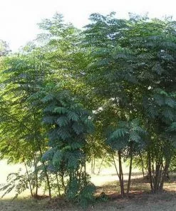 Future Forests Aralia Spinosa | Devils Walking Stick Trees