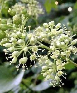 Future Forests Aralia Spinosa | Devils Walking Stick Trees