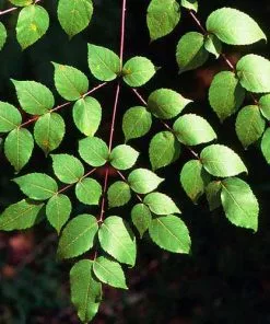 Future Forests Aralia Spinosa | Devils Walking Stick Trees