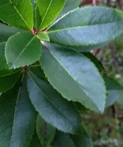 Future Forests Arbutus Unedo Compacta