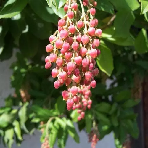 Future Forests Trees Arbutus Menziesii 5 Future Forests Trees Arbutus Menziesii