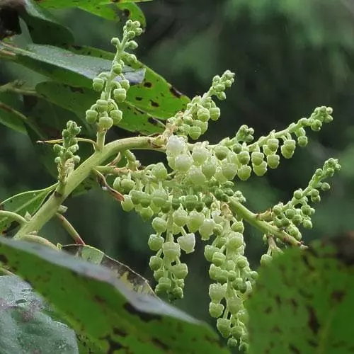 Future Forests Trees Arbutus Menziesii 6 Future Forests Trees Arbutus Menziesii