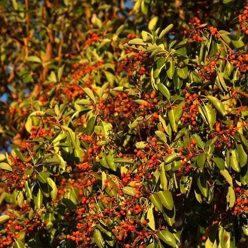 Future Forests Trees Arbutus Menziesii 7 Future Forests Trees Arbutus Menziesii