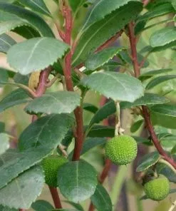 Future Forests Arbutus Unedo Compacta