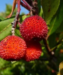 Future Forests Arbutus Unedo Compacta