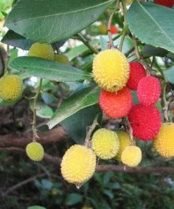 Future Forests Arbutus Unedo Compacta