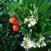 Future Forests Arbutus Unedo Compacta 2 Future Forests Arbutus Unedo Compacta