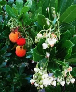 Future Forests Arbutus Unedo Compacta