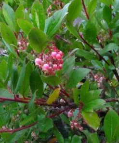 Future Forests Arbutus Unedo Compacta