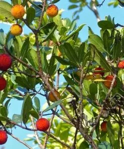 Future Forests Arbutus Unedo - Strawberry Tree