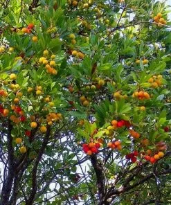 Future Forests Arbutus Unedo - Strawberry Tree