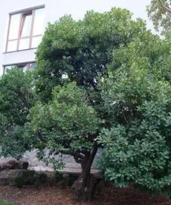 Future Forests Arbutus Unedo - Strawberry Tree