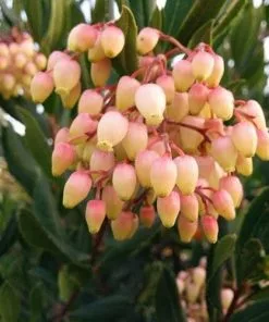 Future Forests Arbutus Unedo - Strawberry Tree