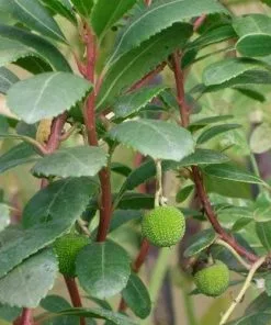 Future Forests Arbutus Unedo - Strawberry Tree
