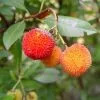 Future Forests Arbutus Unedo - Strawberry Tree