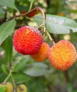 Future Forests Arbutus Unedo - Strawberry Tree