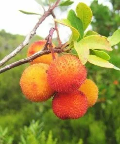 Future Forests Arbutus Unedo - Strawberry Tree