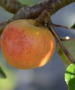Future Forests Apple Ard Cairn Russet