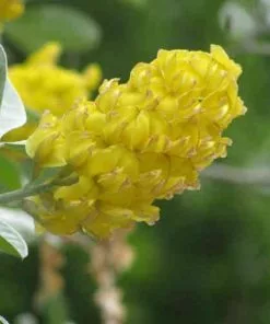 Future Forests Argyrocytisus Battandieri Shrubs