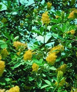 Future Forests Argyrocytisus Battandieri Shrubs